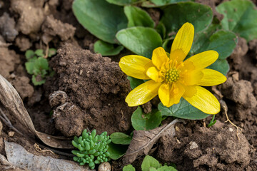Bright yellow flower in early spring. Ficaria verna. On background of soil. Lesser celandine in...