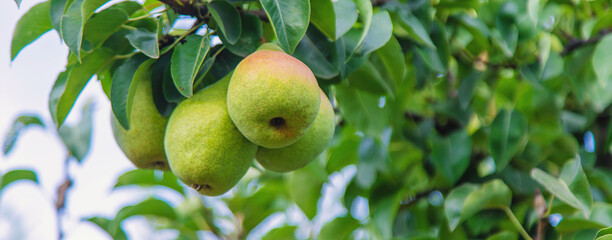 Pear harvest on a tree in the garden. selective focus.