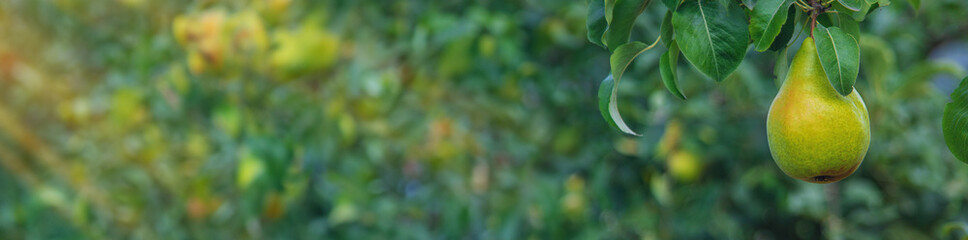 Pear harvest on a tree in the garden. selective focus.