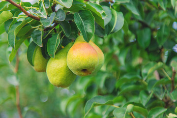 Pear harvest on a tree in the garden. selective focus.