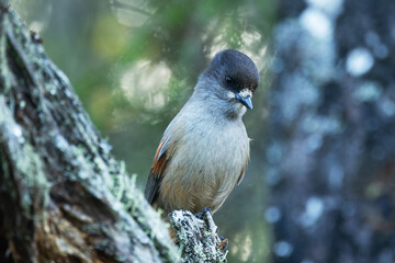 Closeup of Siberian jay perched on an old dead tree in an old-growth forest in Valtavaara near Kuusamo, Northern Finland
