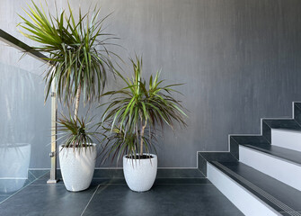 Houseplant dracaena in the office interior by the stairs