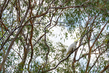 A sulphur-crested cockatoo perched in a gum tree