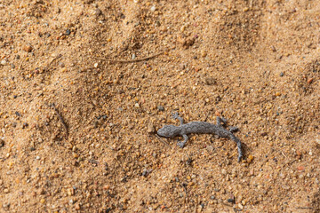 An Australian gecko (Strophurus), also known as a striped gecko