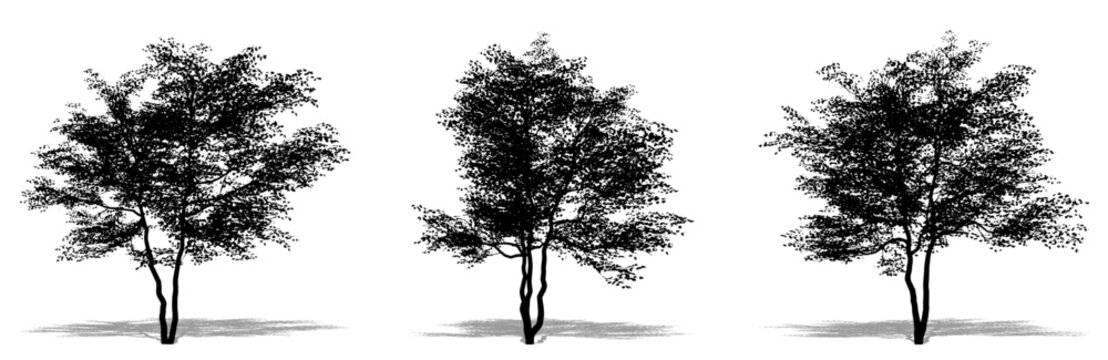 Set or collection of Flowering Dogwood trees as a black silhouette on white background. Concept or conceptual vector for nature, planet, ecology and conservation, strength, endurance and  beauty