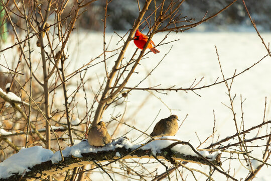 This is such a beautiful image of birds perched in a tree. You can see a beautiful red male cardinal on a branch with mourning doves below. White snow is clinging to the branches and the ground.