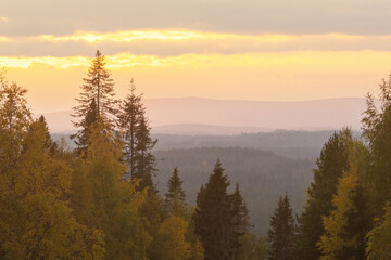 A scenery of colorful trees during an autumnal sunset near Kuusamo, Northern Finland