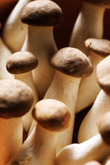 King oyster mushroom,  eryngi, focus on  mushroom inside, close up view. Delicious edible mushrooms