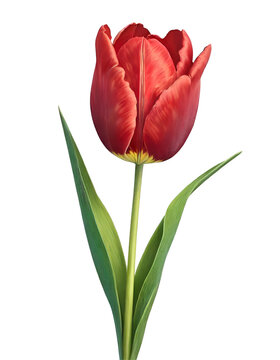 Realistic easter red tulps flower