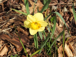 Wild daffodil bloomed in the woodland forest of the Natural Bridge State Park, Rockbridge County, Virginia.