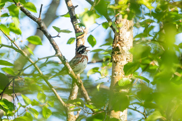 A colorful songbird Rustic bunting perched and singing on a summer day in Riisitunturi National Park, Northern Finland	