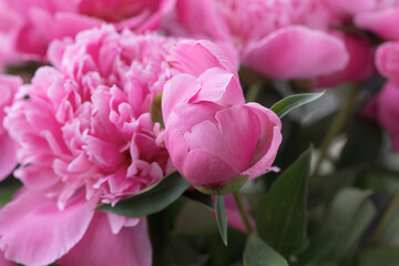 Pink peonies close up. Beautiful blur of floral background, selective focus.