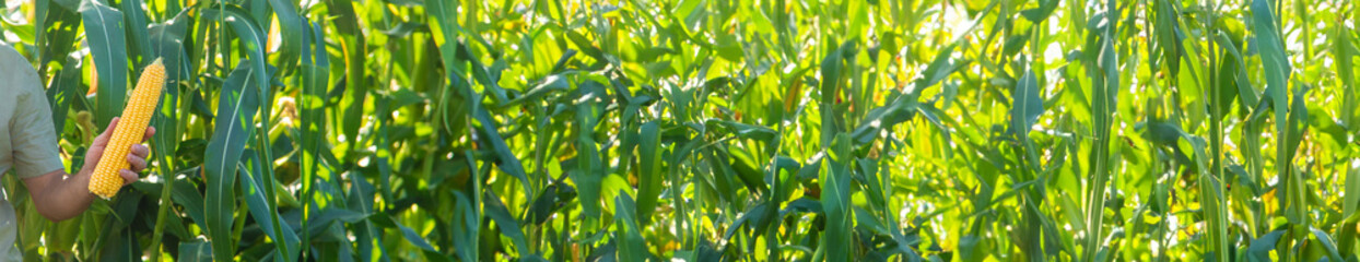 Fototapeta na wymiar Corn harvest in the garden in the hands of a farmer. selective focus.