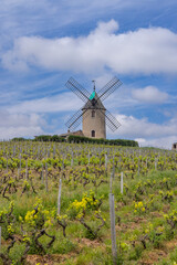 Windmill (Moulin a vent de Romaneche-Thorins), Chenas, Beaujolais, Saone-et-Loire,...