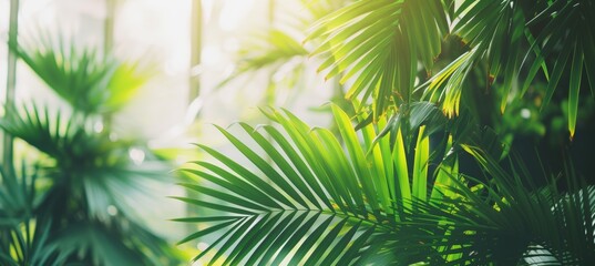 Ripe coconuts on tree in greenhouse, healthy fruits concept with space for text placement.