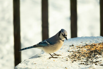 This is such a beautiful scene with a blue jay bird coming out for a peanut. The Bright blue colors of this corvid stands out among the pretty white snow all around.