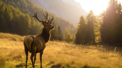 A young deer with large, expressive eyes and ears stands amidst a field of blooming yellow flowers, bathed in the golden light of the setting sun that casts a warm glow over the serene landscape.