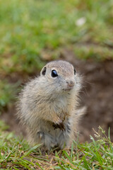 Ground squirrel colony (Syslovisko Biele vody), National park Muranska Planina, Slovakia