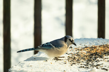 This is such a beautiful scene with a blue jay bird coming out for a peanut. The Bright blue colors of this corvid stands out among the pretty white snow all around.