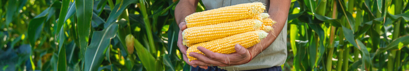 Corn harvest in the garden in the hands of a farmer. selective focus.