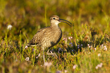 A large wader Common whimbrel wandering around and calling on a summery wetland in Riisitunturi National Park, Northern Finland	