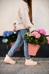 Woman florist carrying two bouquets of fresh hydrangea flowers in blue and pink colors packed in...