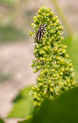 Aphid rhubarb (viteus vitifoliae) improperly called before Phyloxera on vine leaves