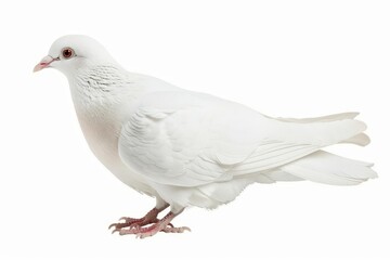 Obraz premium White dove isolated on a white background Representing peace Purity And freedom