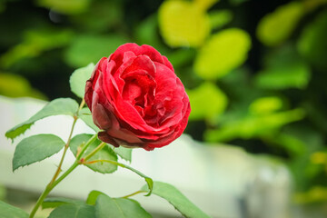 A Beautiful rose flowers on nature in the park holiday background