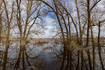 early spring flood, high water in the countryside, river overflowing its banks, trees in the water, flooded banks, environmental pollution, ecology