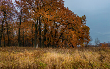 Colorful autumn nature, oak grove