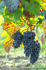 Fototapeta premium Blue grapes Pinot Noir in autumn vineyard, Southern Moravia, Czech Republic