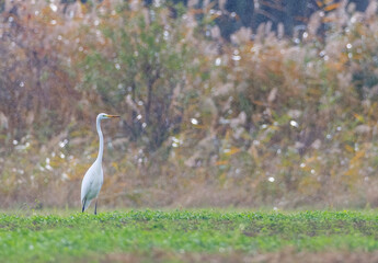 Fototapeta premium White heron, (Ardea alba, Egretta alba), in Hortobagy National Park, UNESCO World Heritage Site, Puszta is one of largest meadow and steppe ecosystems in Europe, Hungary