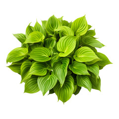 Green leaves hosta plant bush isolated on transparent background
