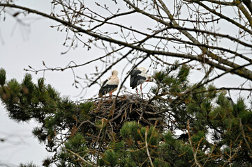 White storks prepares their nest for breeding season