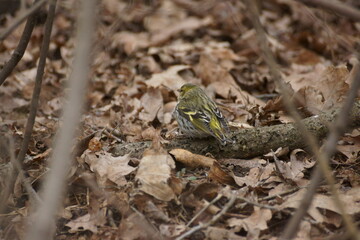 Siskin on fallen leaves