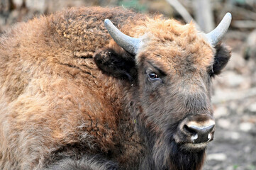 Wisent (European Bison) closeup 
