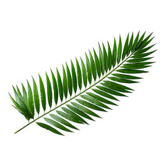Green leaves of nipa palm or mangrove palm isolated on transparent background 