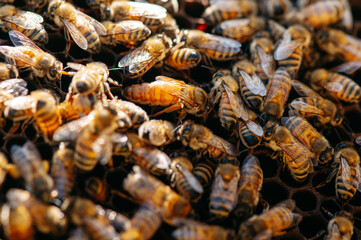 ape regina nell'alveare tra le api