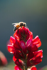 ape su fiore rosso  prende il polline al tramonto