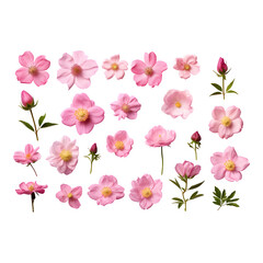 Obraz na płótnie Canvas Collection of beautiful pink wild rose flowers isolated on transparent background