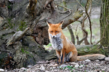 Cute red fox vulpes