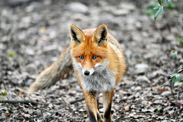 Portrait of a red fox vulpes