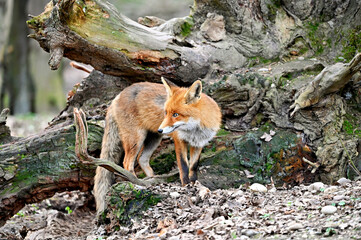 red fox vulpes in the black forest