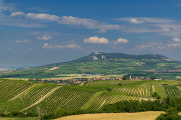 Obraz premium Vineyards under Palava, Southern Moravia, Czech Republic