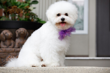 Adorable Bichon Frise dog with a stylish haircut wearing a bow