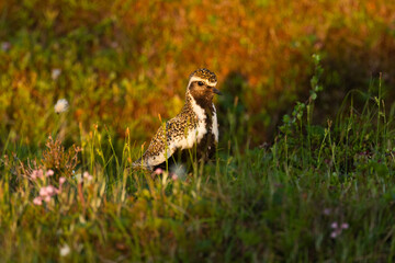 European golden plover standing in a summery bog during golden hour in Riisitunturi National Park, Northern Finland	