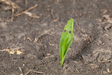 Shotgun style holes in corn plant leaves from European corn borer. Agriculture crop yield loss, insect and pest control concept.
