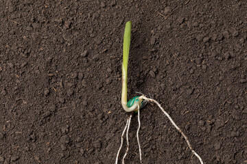 Closeup of corn seed sprouting, germination in soil of cornfield. Agriculture, agronomy and farming...