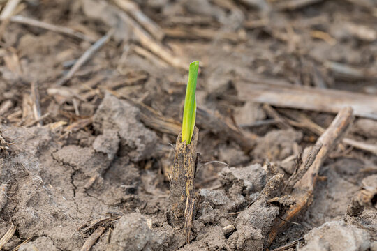 Corn plant emerging up through inside old soybean stem, beanstalk. VE growth stage. Farming, agriculture and planting season concept